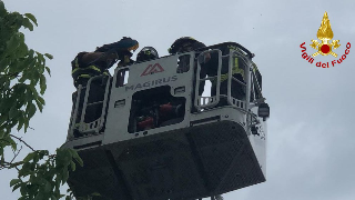 Macerata - Recuperato un pappagallo in zona Villa Potenza